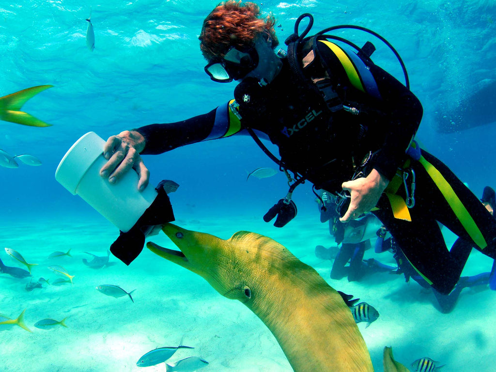 Green Moray Eel at Stingray City Grand Cayman Copyright Jean Rydberg Ikelite Housing