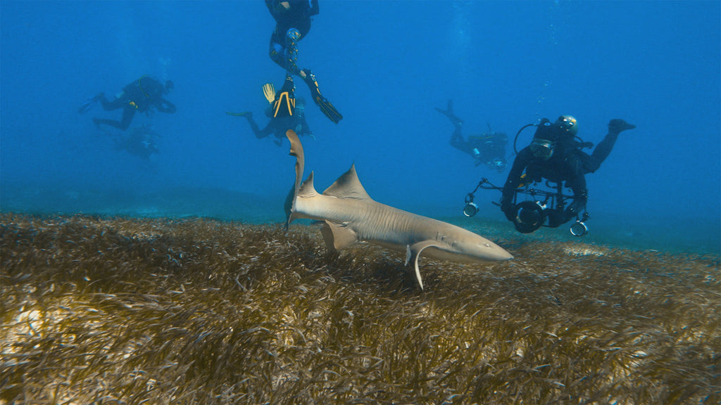 shark approaching underwater photographers using ikelite underwater housings and strobes