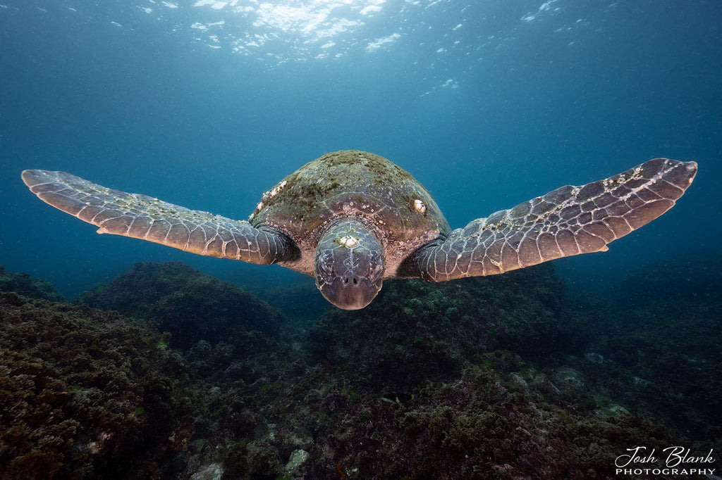 Turtle Flipper copyright Josh Blank Ikelite Underwater Systems