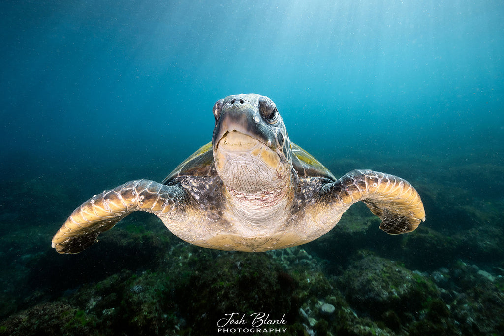 Turtle copyright Josh Blank Ikelite Underwater Systems