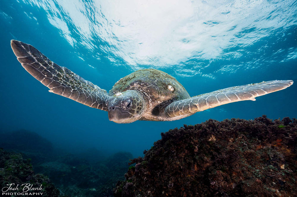 Turtle With Arms Wide Open copyright Josh Blank Ikelite Underwater Systems