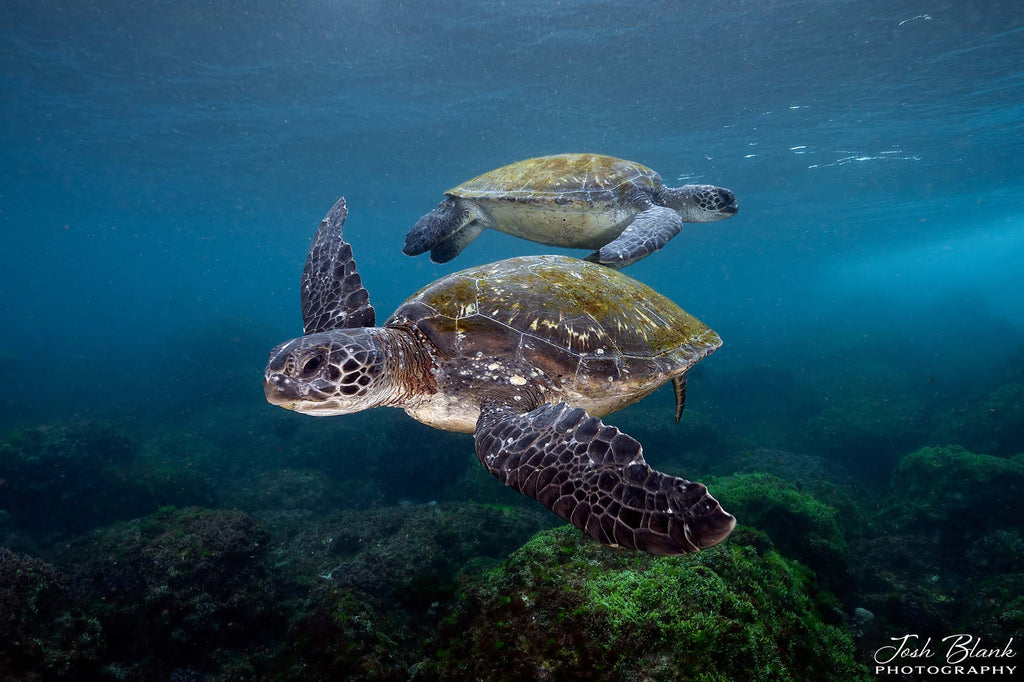 Two Turtles copyright Josh Blank Ikelite Underwater Systems