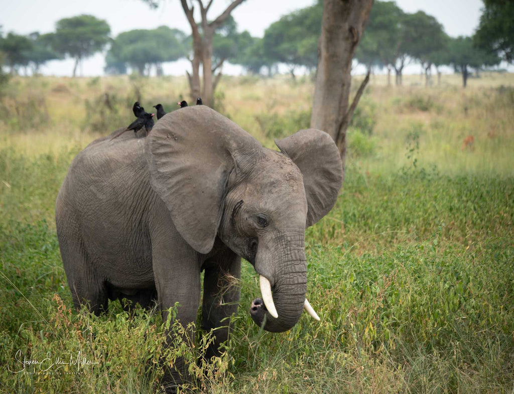 Uganda Elephant Grazing by Steve Miller Ikelite Sony A7R III