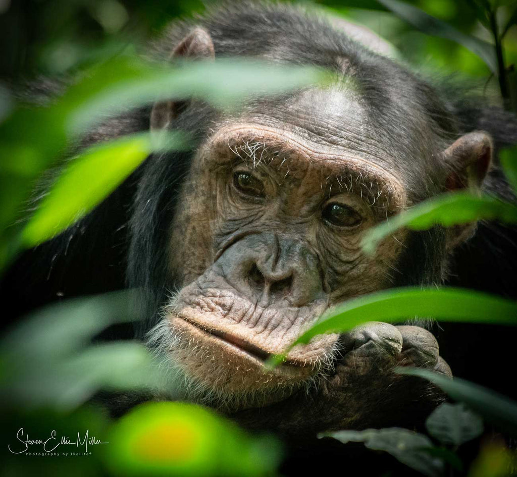 Gorilla in Uganda by Steve Miller Ikelite Ambassador Sony A7R III