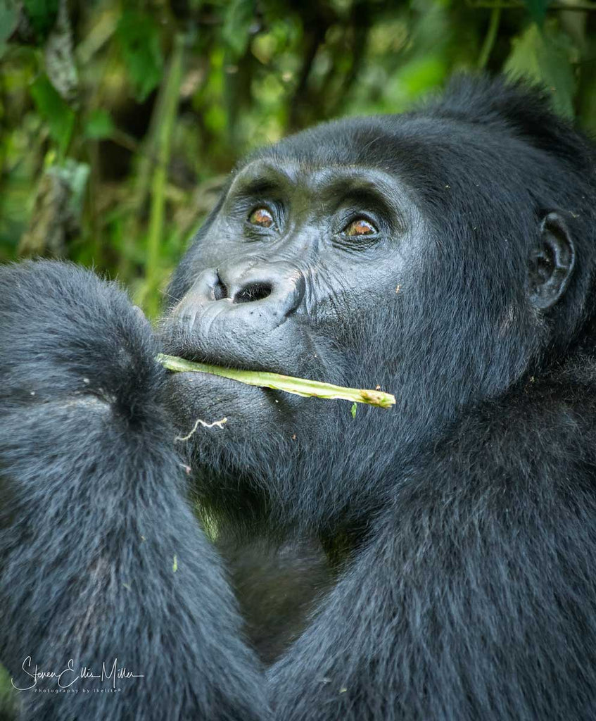 Gorilla in Uganda by Steve Miller Sony Alpha A7R III