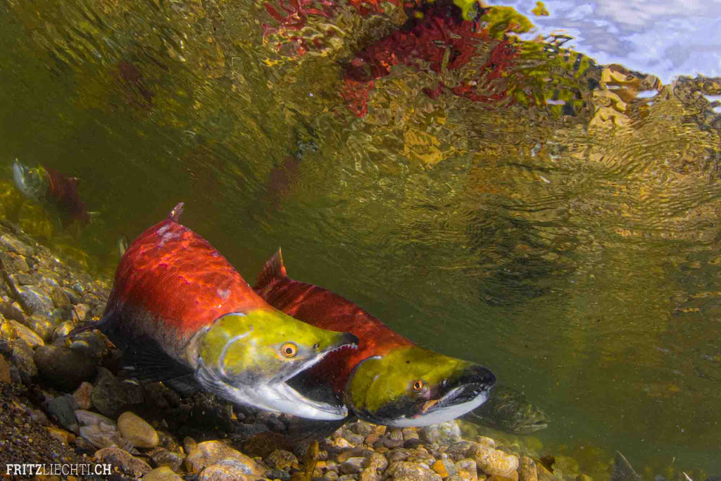 Salmon Underwater in Canada shot with Ikelite Housing DS230 strobes copyright Fritz Liechti