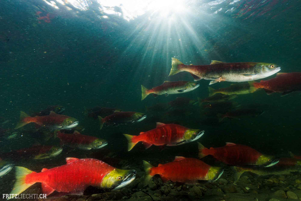 Salmon Underwater in Canada shot with Ikelite Housing DS230 strobes copyright Fritz Liechti