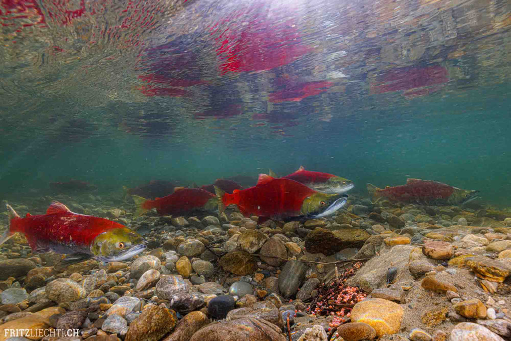 Salmon Underwater in Canada shot with Ikelite Housing DS230 strobes copyright Fritz Liechti