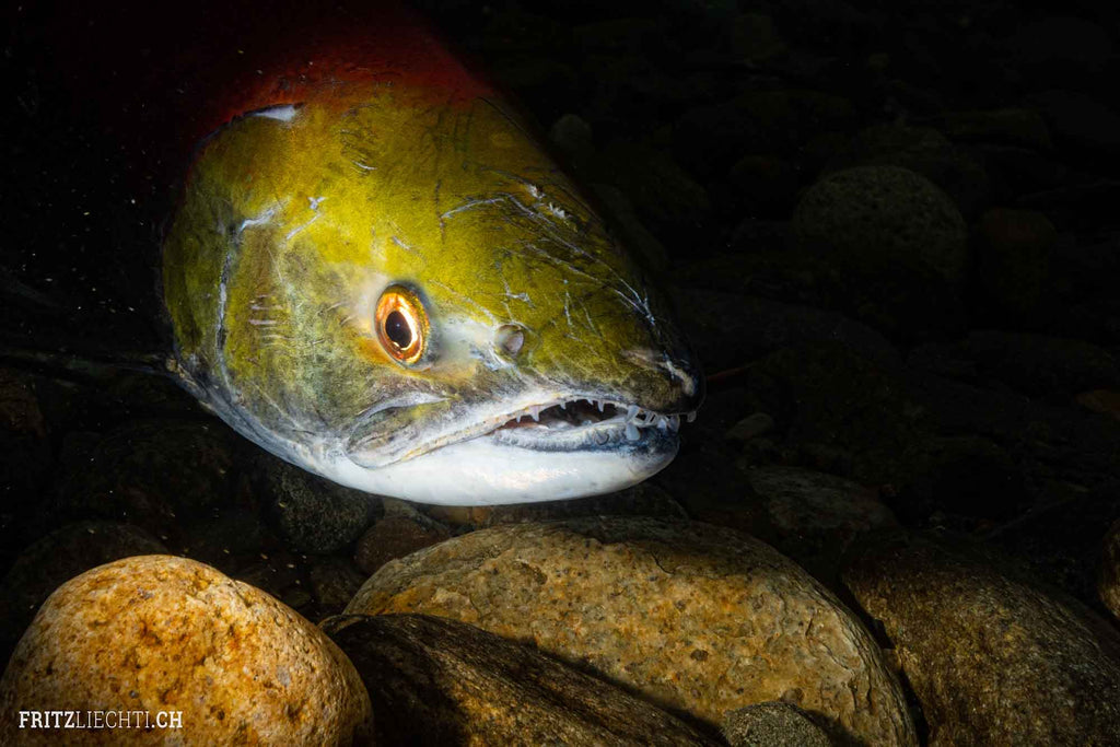 Salmon Underwater in Canada shot with Ikelite Housing DS230 strobes copyright Fritz Liechti