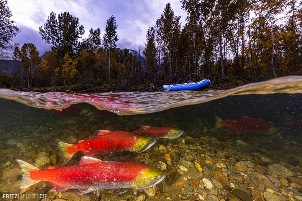 Salmon Underwater in Canada shot with Ikelite Housing DS230 strobes copyright Fritz Liechti