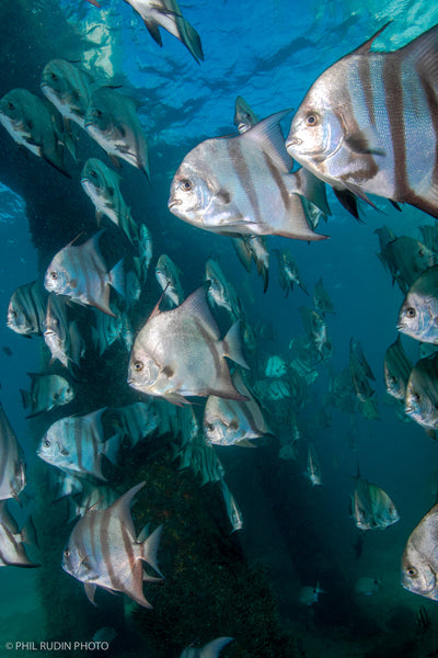 EOS R Schooling Fish