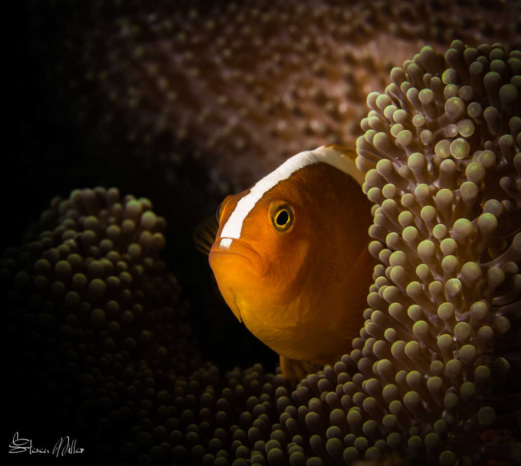 Clownfish Wakatobi by Steve Miller Ikelite
