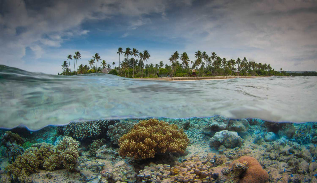 Wakatobi by Steve Miller Ikelite