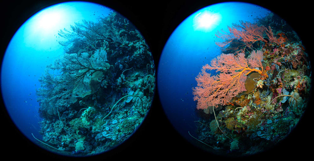 Photo comparison underwater with and without strobes