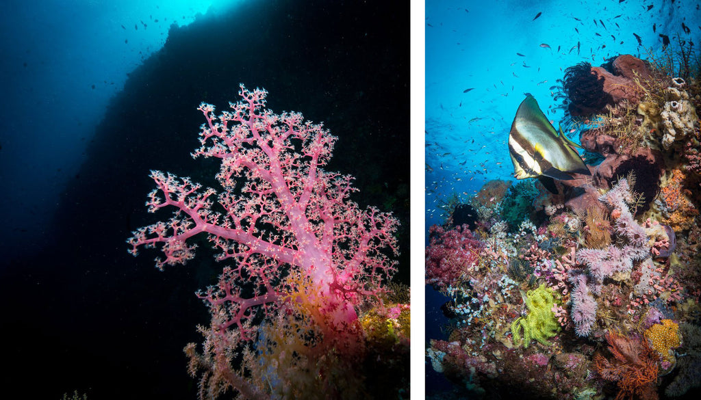 Examples of wide angle TTL underwater by Steve Miller