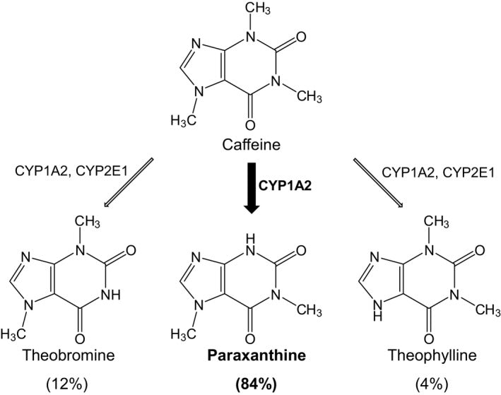 caffeine metabolism