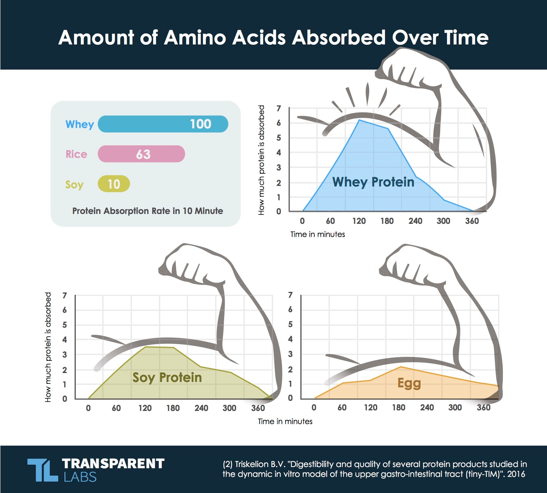 fat metabolism and energy homeostasis