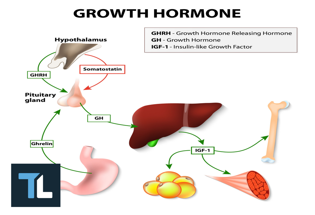 Does Taking Human Growth Hormone Cause HGH Gut (