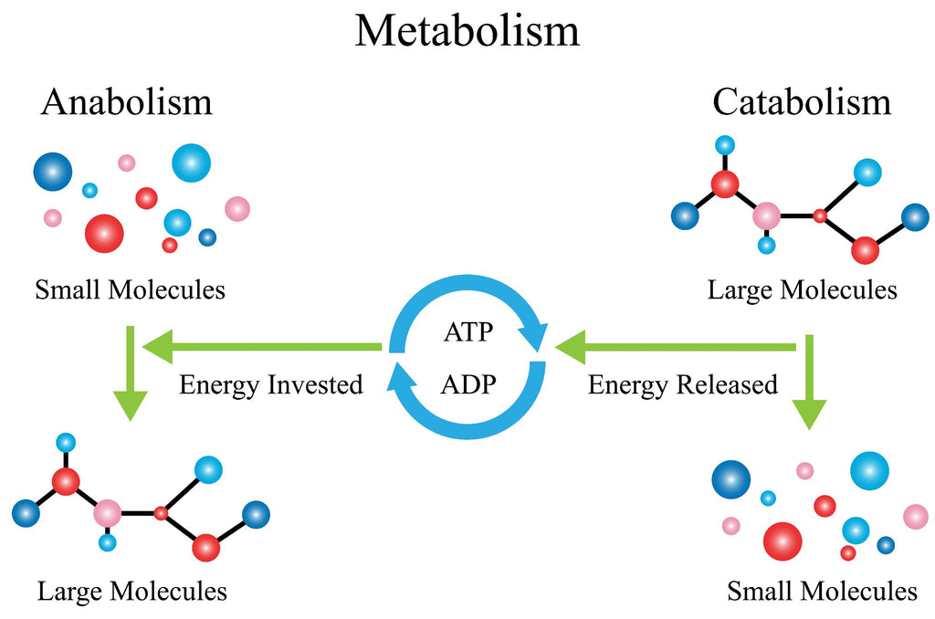 Metabolism explained