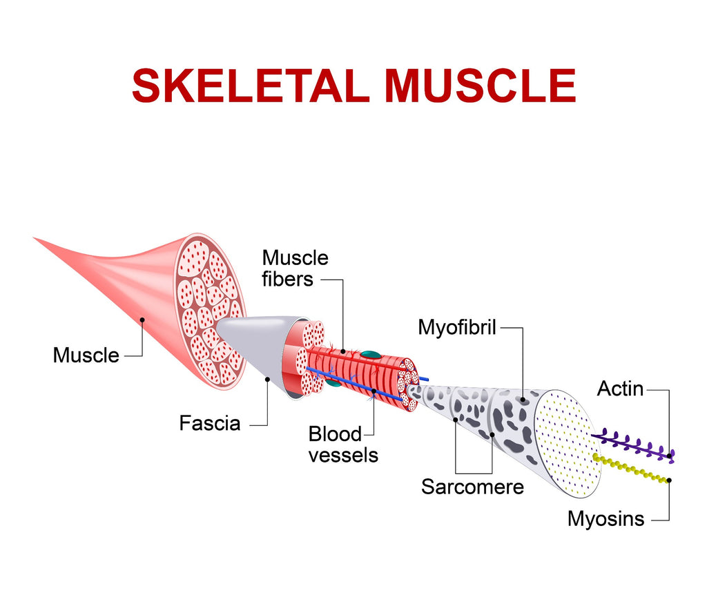 How does protein build muscle