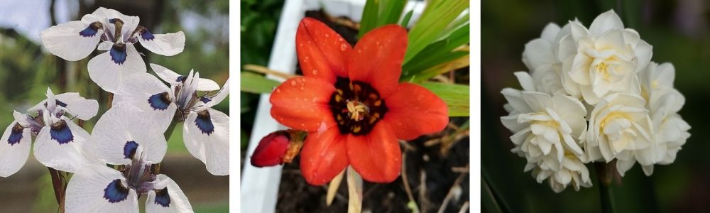 Iris, Ixia, and Jonquils as cut flowers
