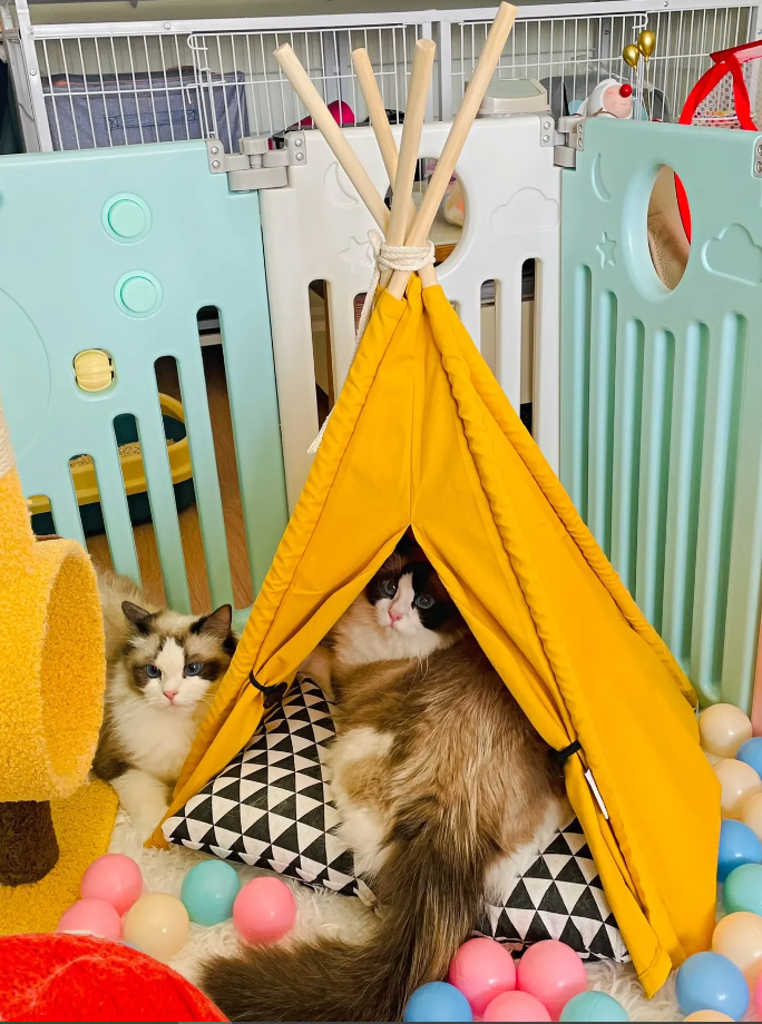 tipi pour chat