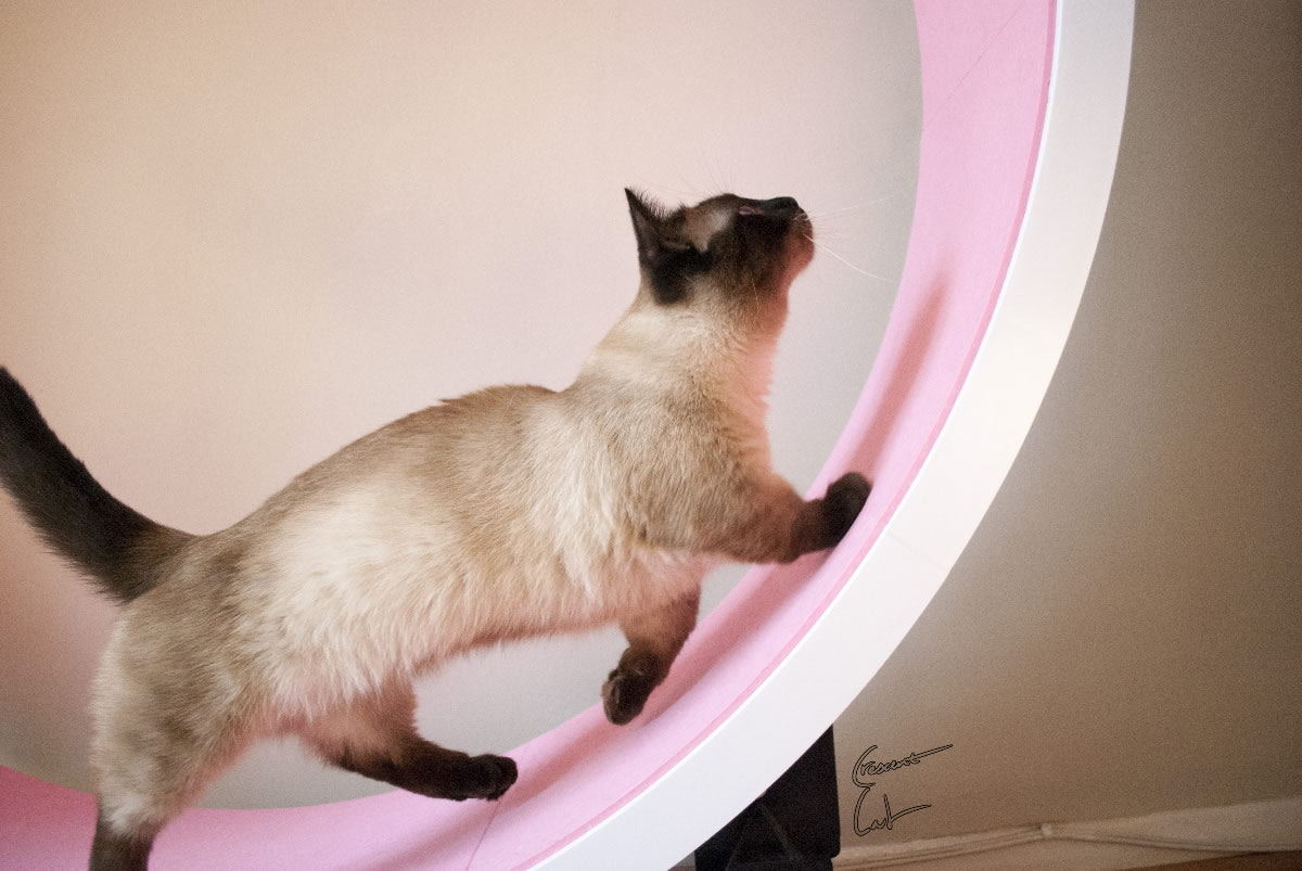 ferris wheel cat