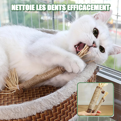 Jouets-pour-chats-bâtonnets-à-mâcher-améliorant-la-santé-dentaire-en-2-minutes