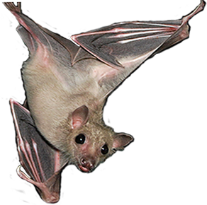 Hanging Bat