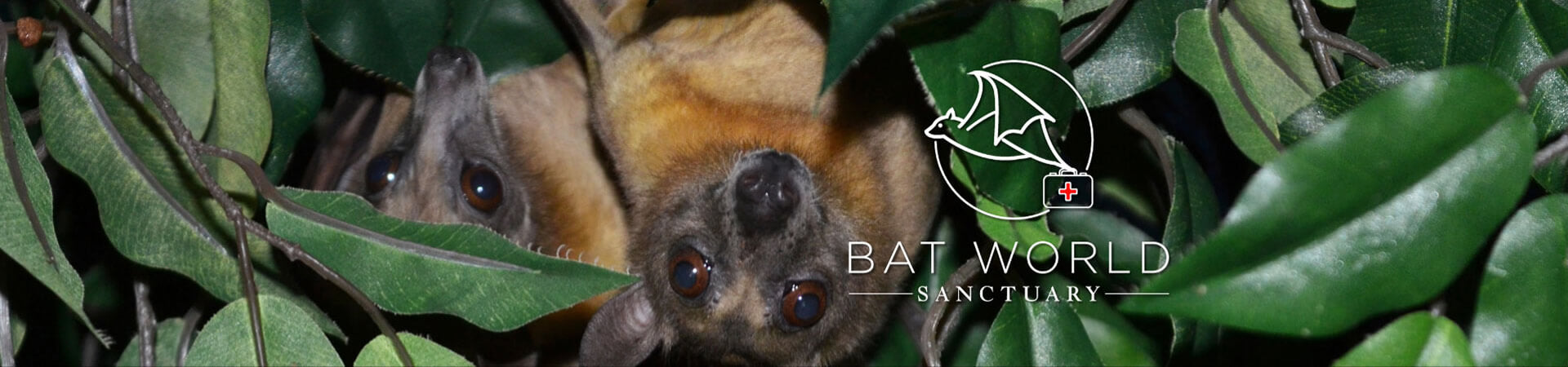 can you visit batworld sanctuary