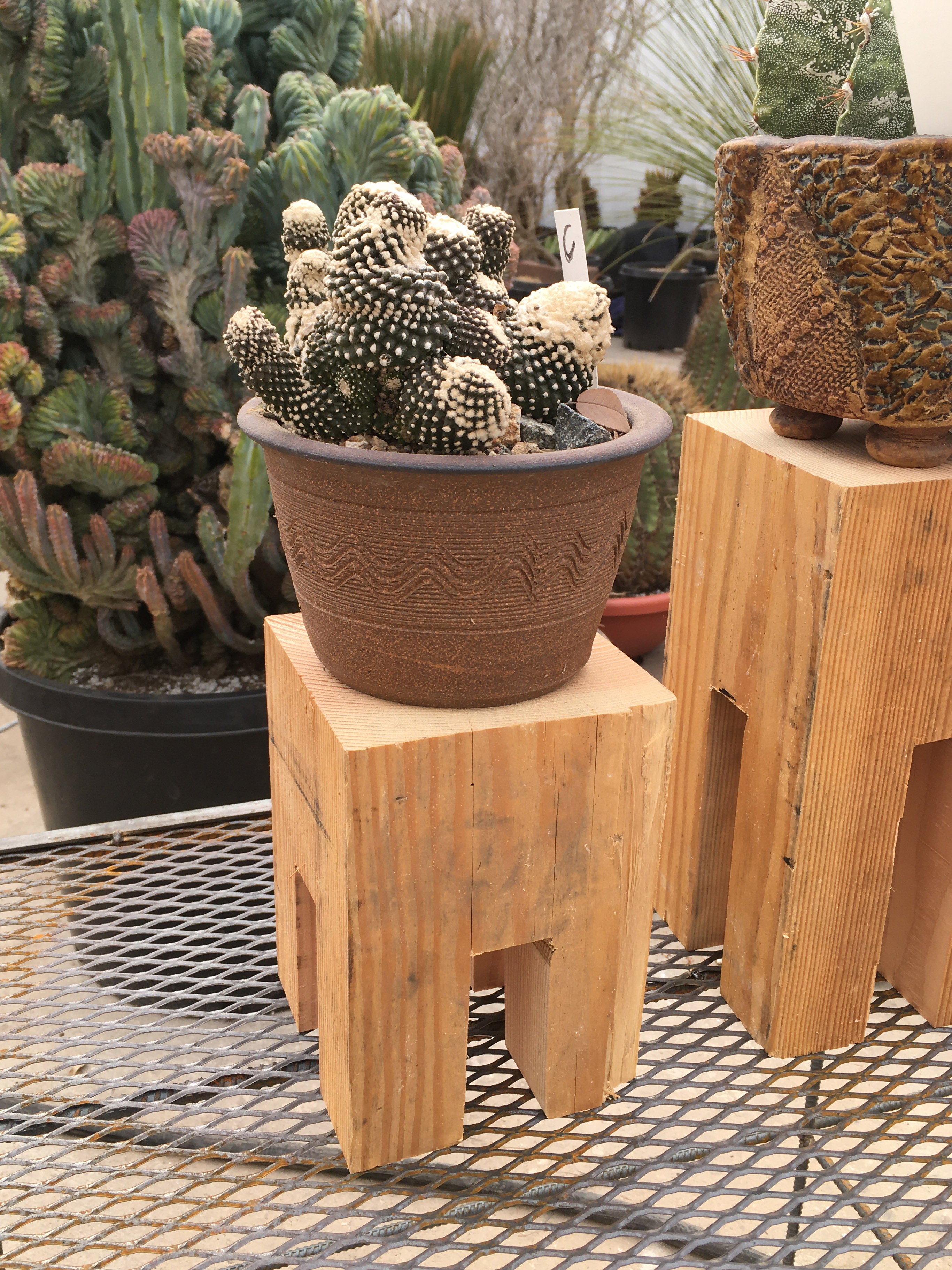 Shoyoroll Cactus Store Gardening ショーヨロール ネット特売 www