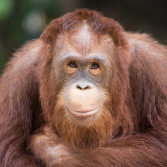 Orangutan