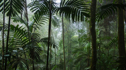 Lush Rainforest