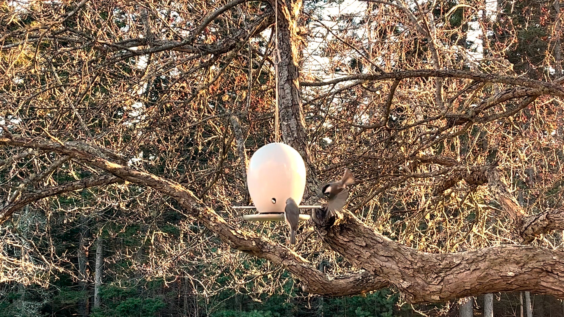 Egg Bird Feeder