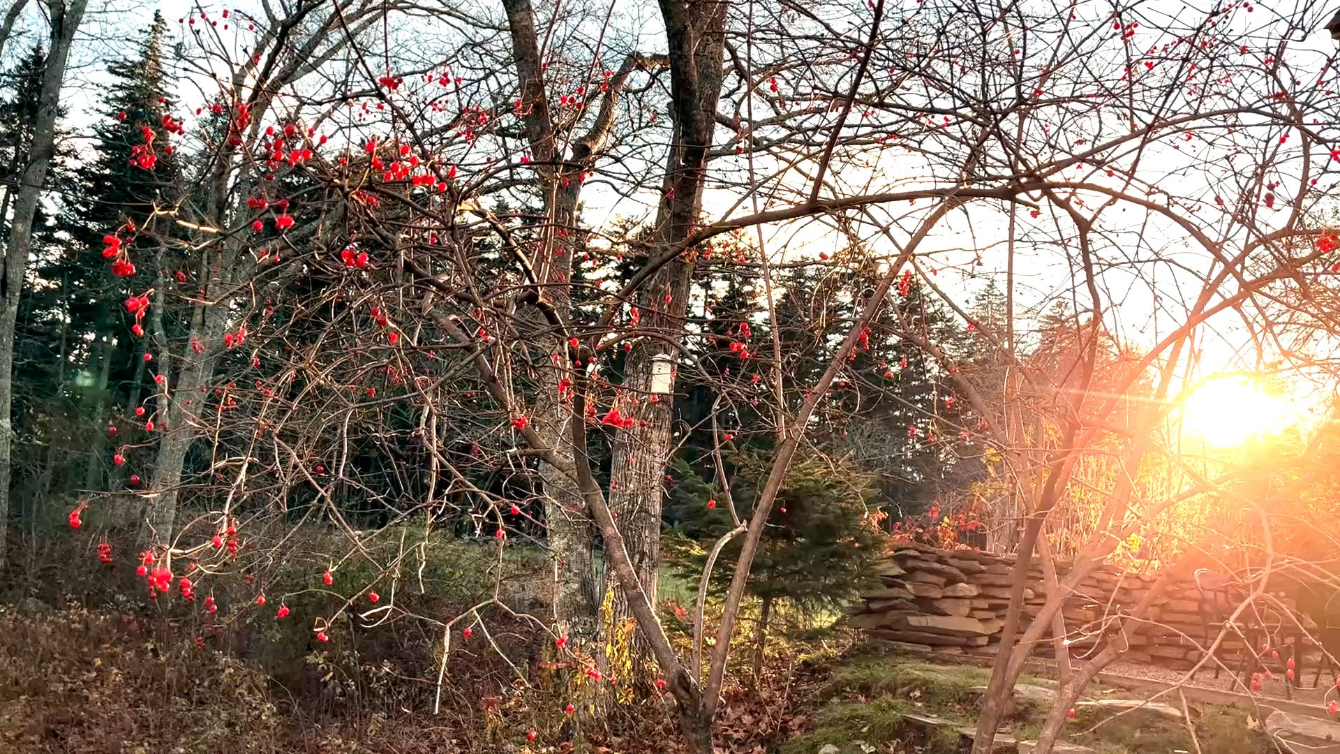 Bistro Bird Feeder