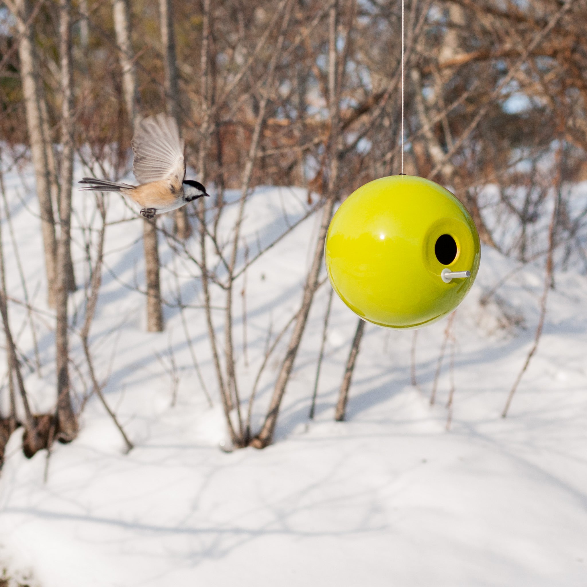 Chickadee Pop Bird House Photo Shoot