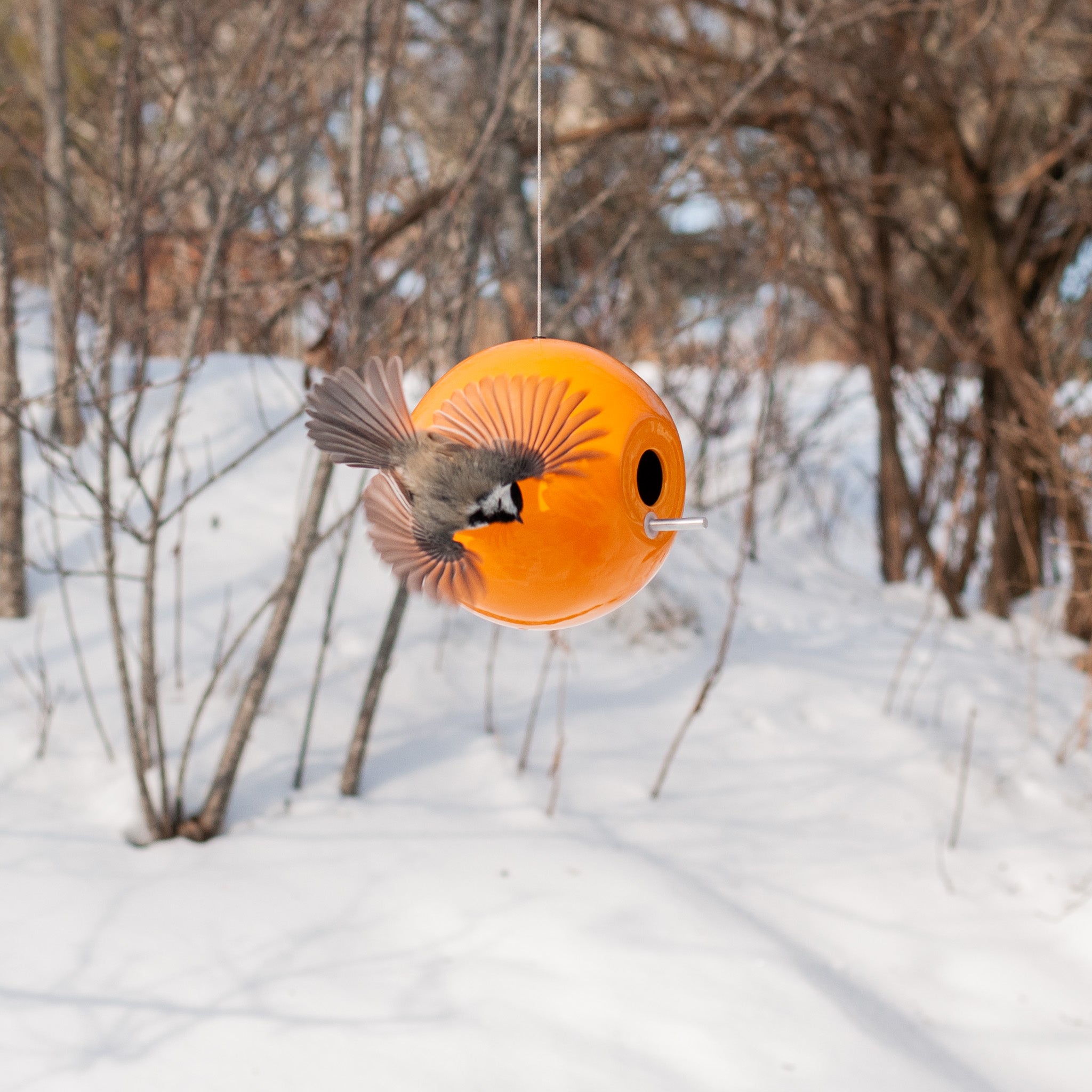 Chickadee Pop Bird House Photo Shoot