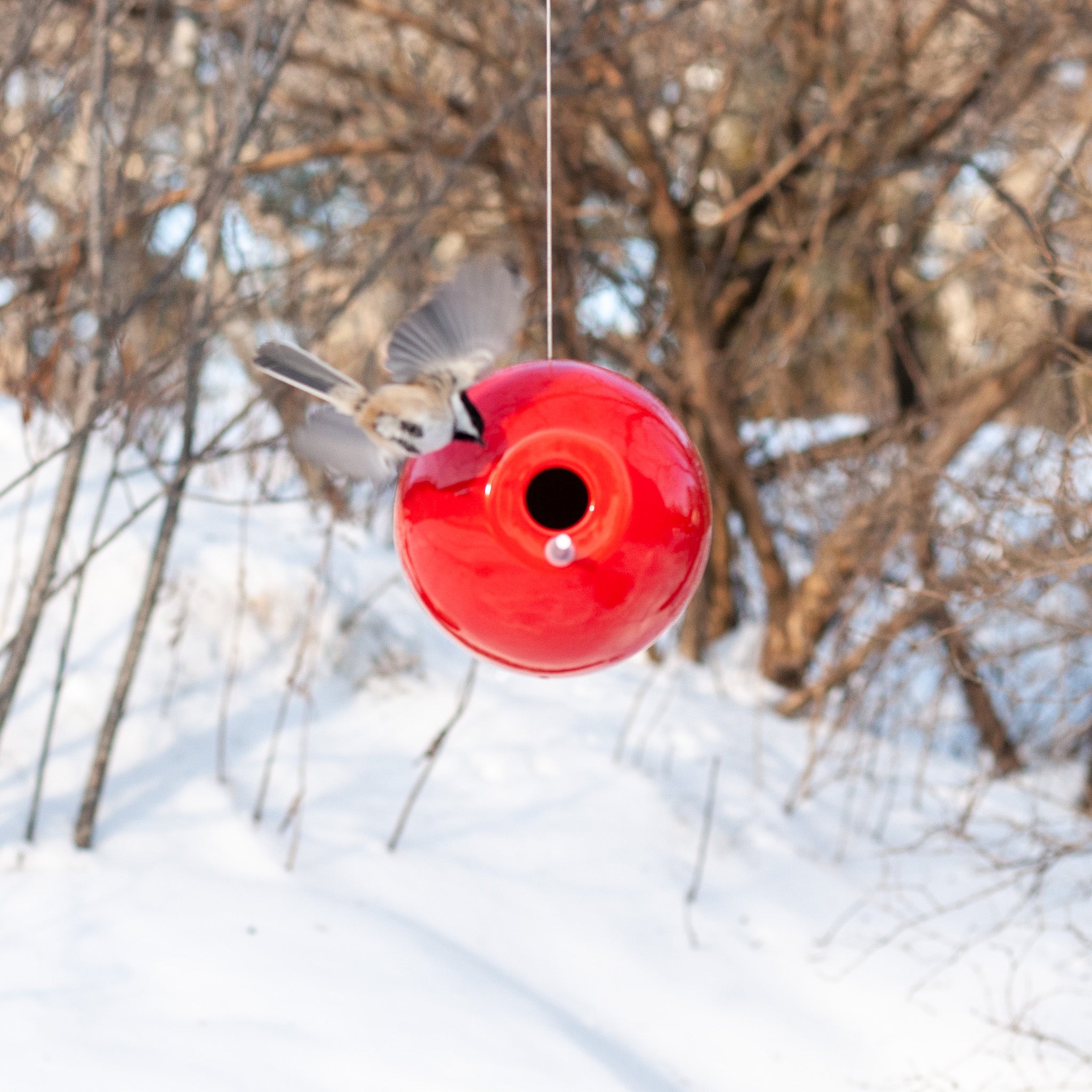 Chickadee Pop Bird House Photo Shoot