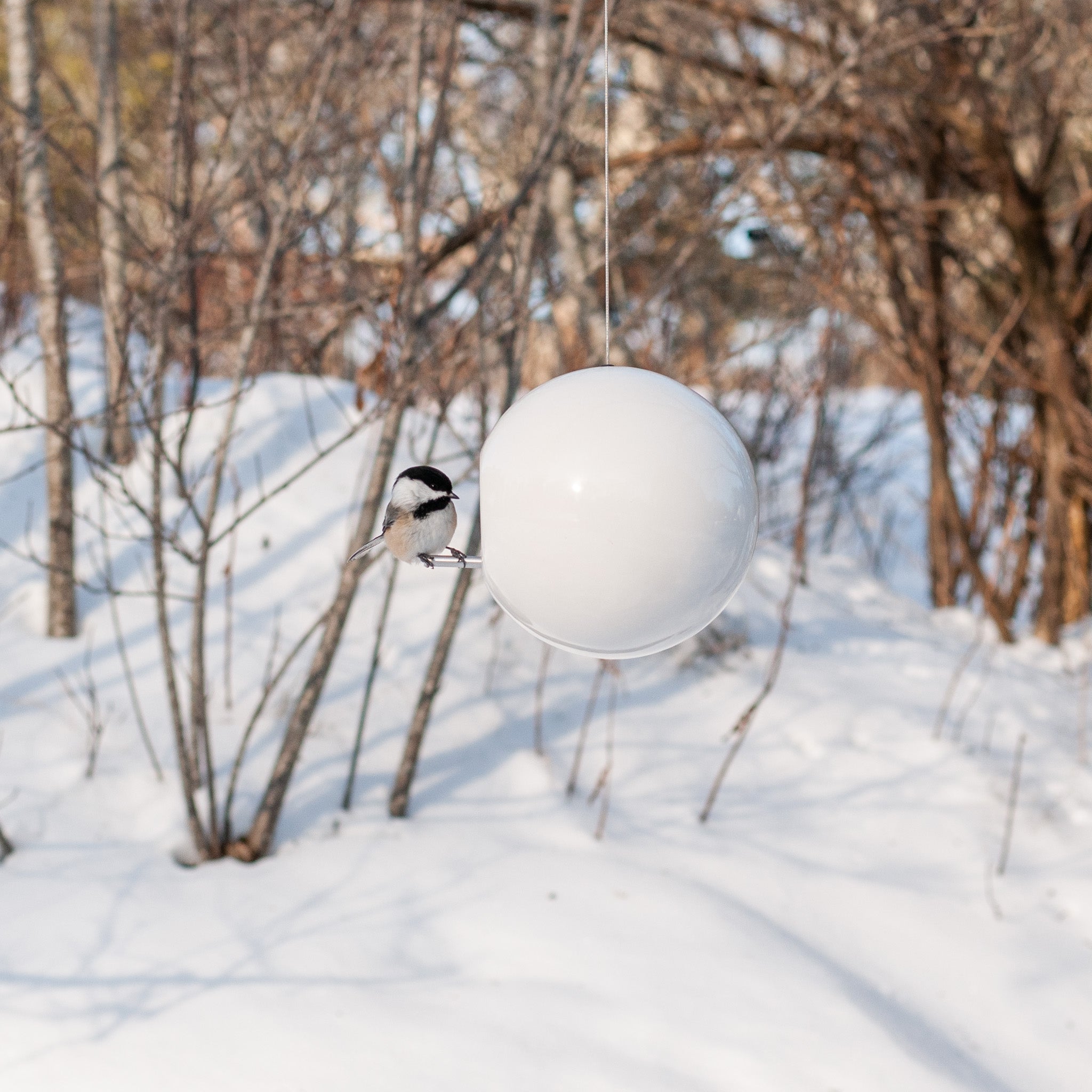 Chickadee Pop Bird House Photo Shoot