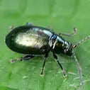 Flea Beetles