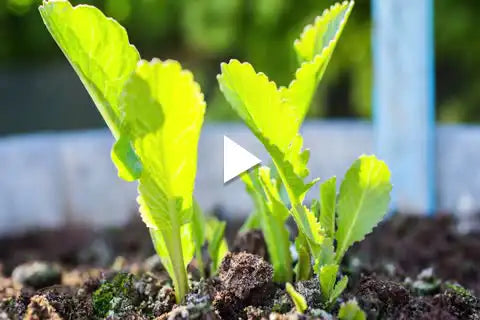 Planting