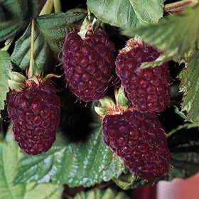 Boysenberry