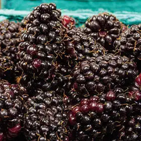 Marionberry