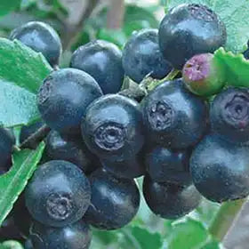 Huckleberry
