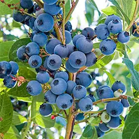 Blueberry
