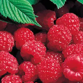 Raspberry
