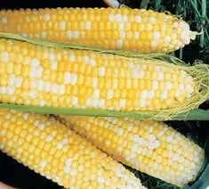 Picture of Normal Sugary Corn Type