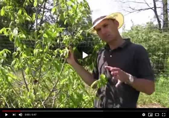 An Up Close Look at Beautiful Pawpaw Tree Flowers Video