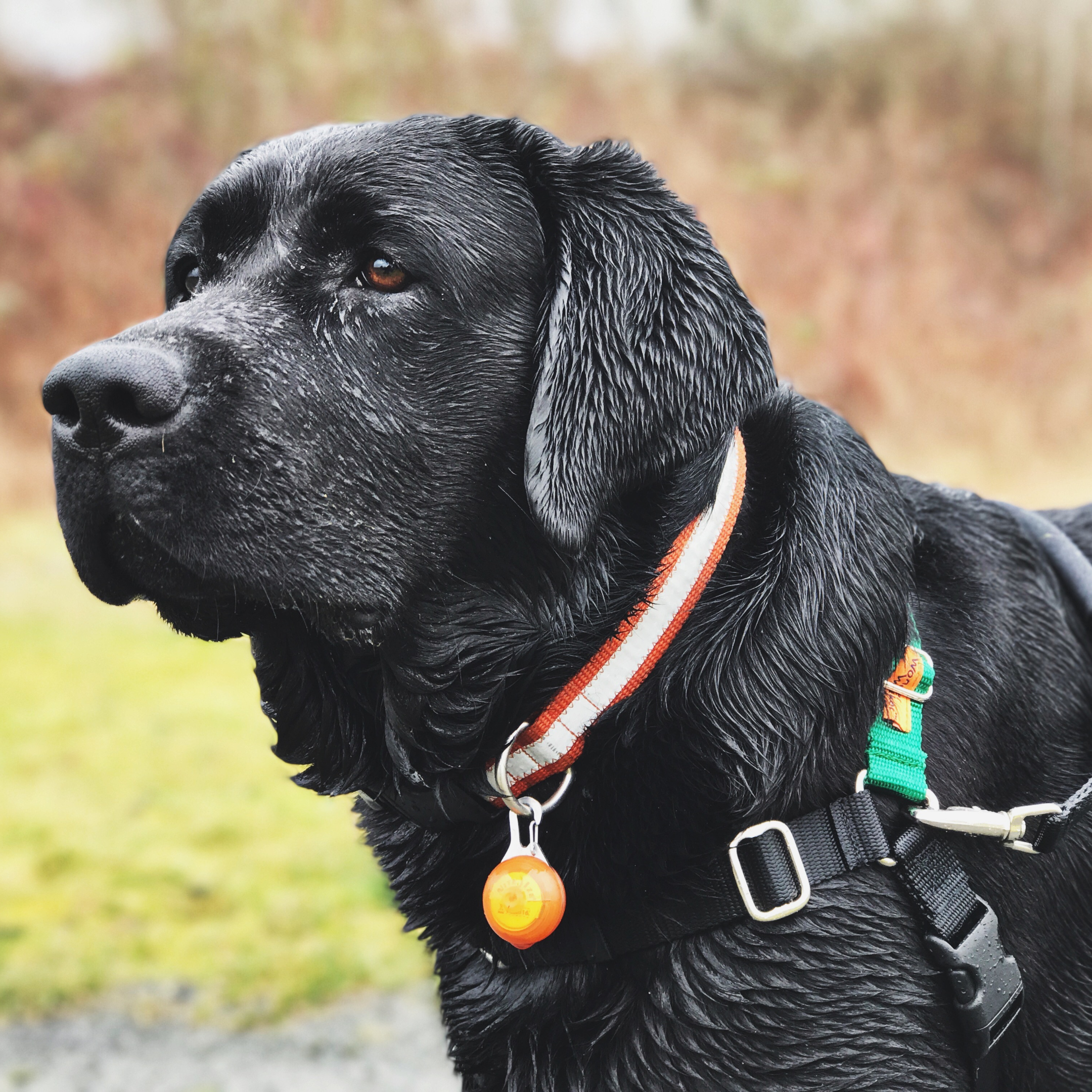 Black Labrador Retriever wearing a harness and a collar with a tag, standing outdoors.