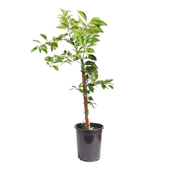 Alder and Oak Washington Navel Orange Tree, Semi Dwarf